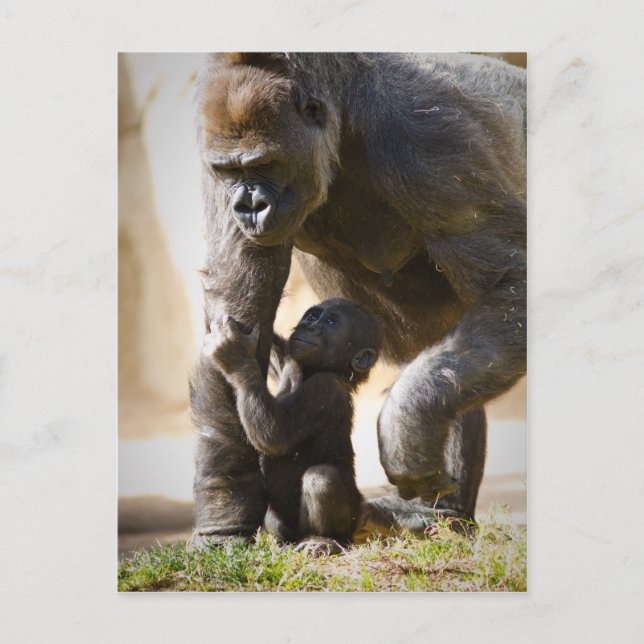 Postal Gorilla de bebé (Anverso)