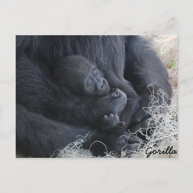 Postal Gorilla de bebé (Anverso)