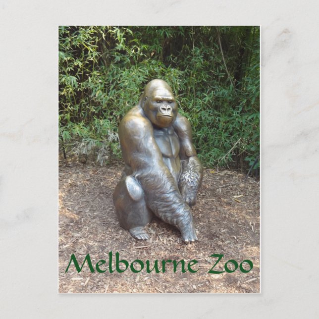 Postal Gorilla del zoológico de Melbourne (Anverso)