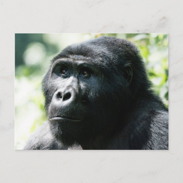 Postal Gorilla Face to Postcard (Anverso)