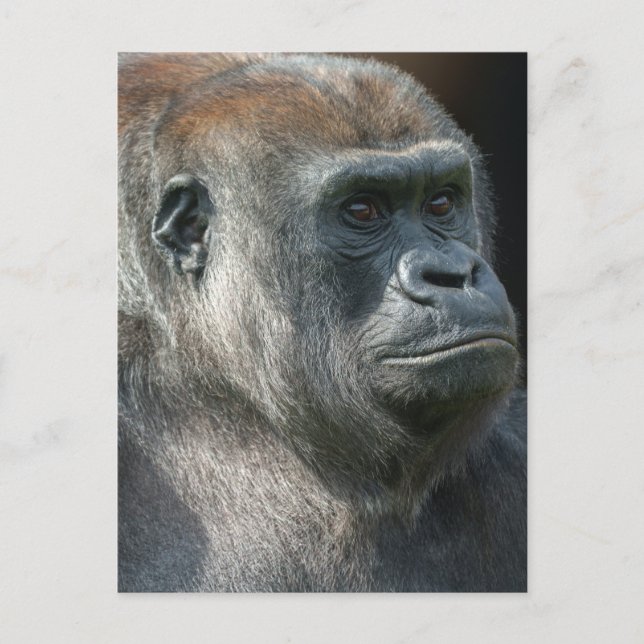 Postal Gorilla Ozala (Anverso)
