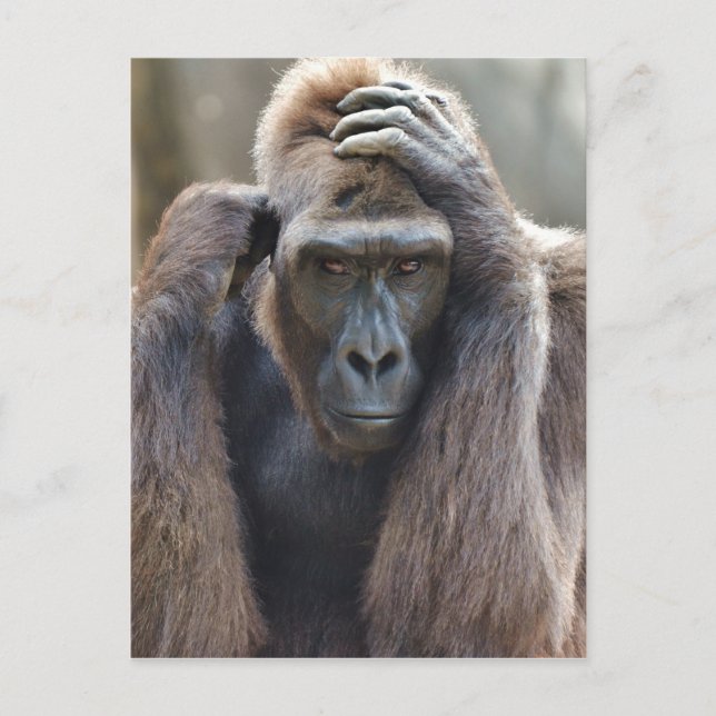 Postal Gorilla Pose (Anverso)