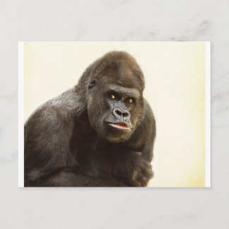 Postal Gorilla Pout