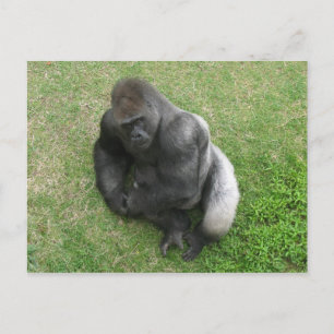 Postal Gorilla Stare