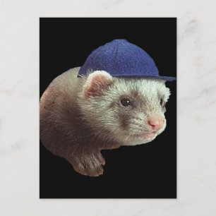 Postal Gorra de uso de Ferret