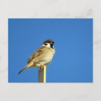 Gorrión de árbol (suzume): Japón