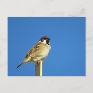 Postal Gorrión de árbol (suzume): Japón