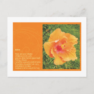 Postal Gorse