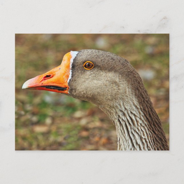 Postal Gosa de Greylag, Lago Roath Park, Cardiff, Gales (Anverso)