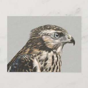 Postal Goshawk inmadura
