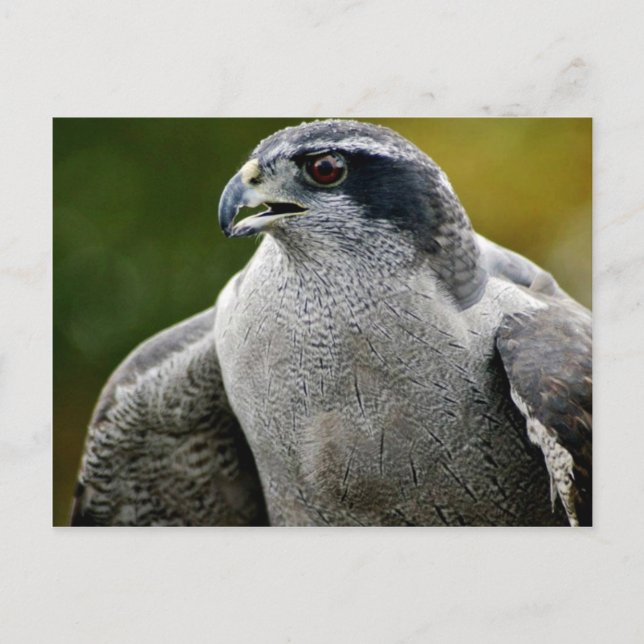 Postal Goshawk septentrional (Anverso)