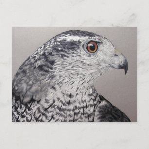 Postal Goshawk septentrional