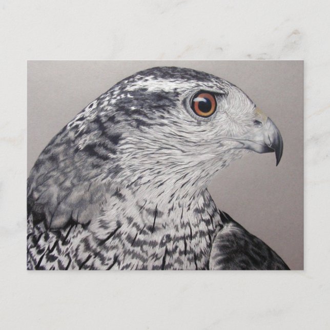 Postal Goshawk septentrional (Anverso)