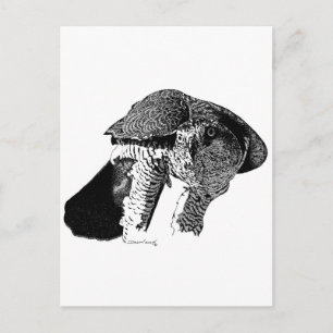 Postal Goshawk septentrional