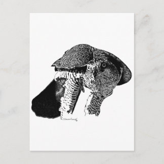 Postal Goshawk septentrional