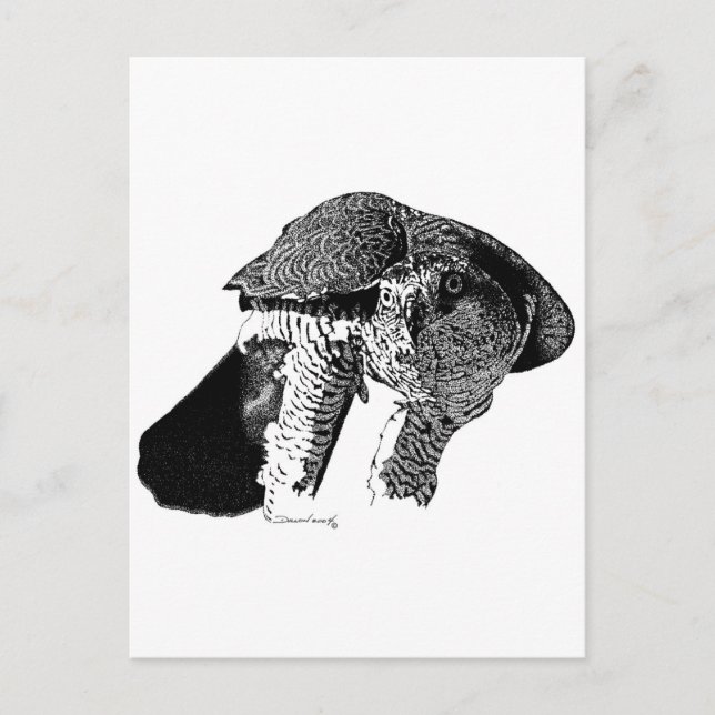 Postal Goshawk septentrional (Anverso)