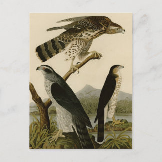 Postal Goshawk y Stanley Hawk