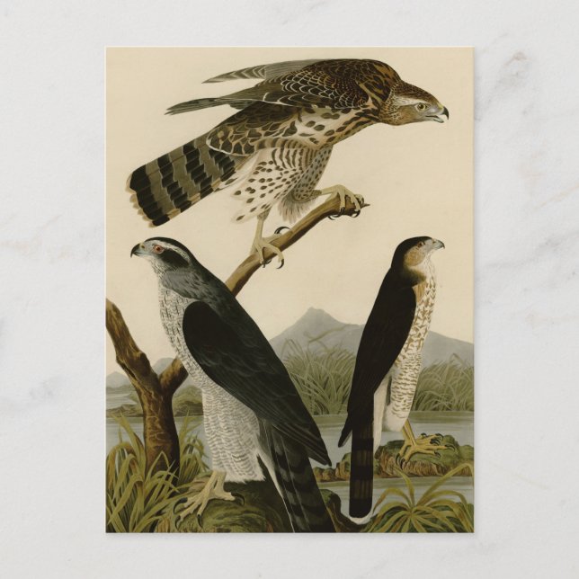 Postal Goshawk y Stanley Hawk (Anverso)