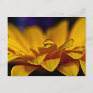 Postal Gota de agua con reflexión de Gerbera Daisy