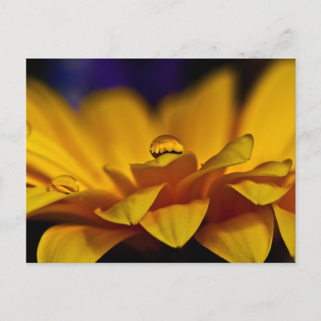 Postal Gota de agua con reflexión de Gerbera Daisy (Anverso)