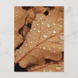 Postal Gota de Agua Hoja de Otoño Caída Naturaleza Bosque