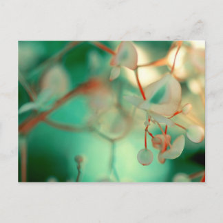 Postal Gota Delicada