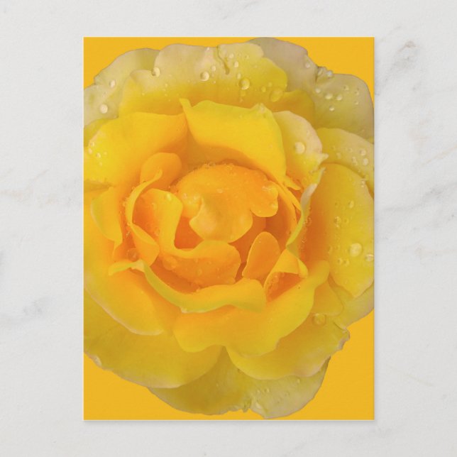Postal Gotas de agua de rosa amarilla romántica (Anverso)