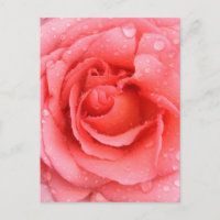 Gotas de agua de rosa rosa romántica