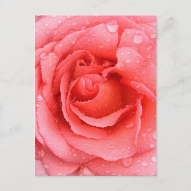 Postal Gotas de agua de rosa rosa romántica (Anverso)
