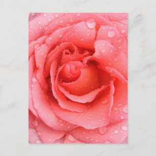 Postal Gotas de Agua de Rosa Rosa Romántica