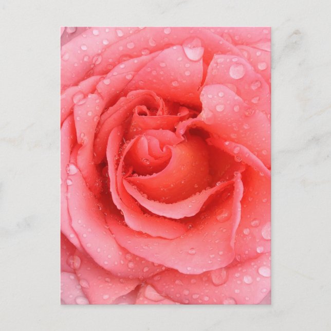Postal Gotas de Agua de Rosa Rosa Romántica (Anverso)