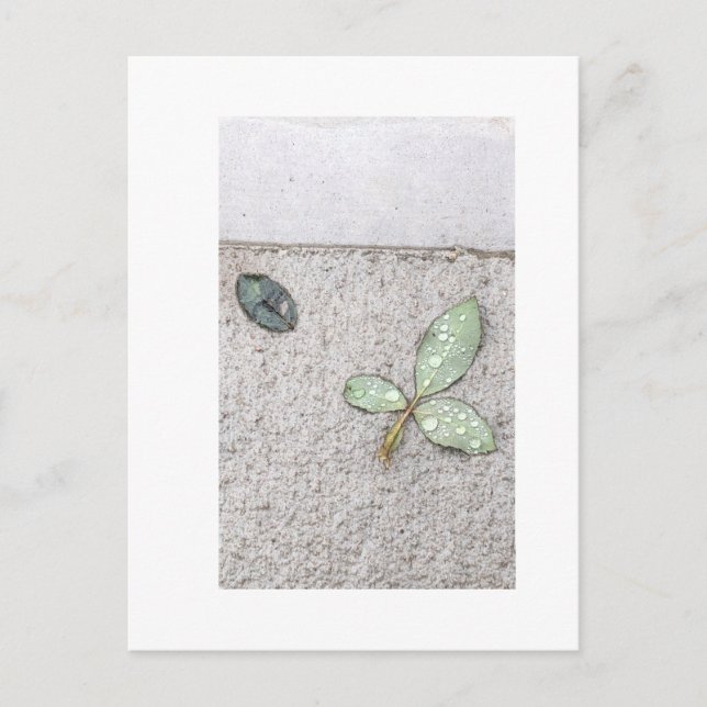 Postal Gotas de agua en la fotografía de hojas (Anverso)