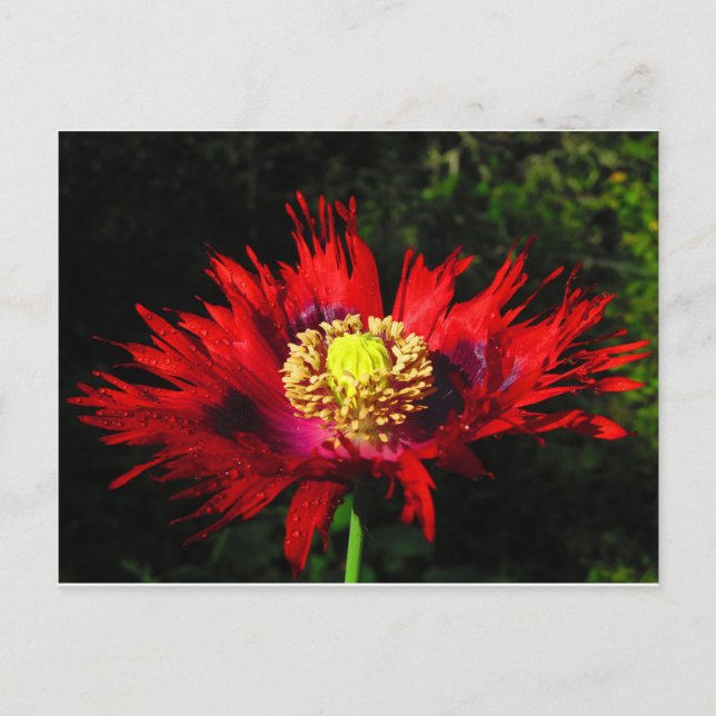 Postal gotas de lluvia (Anverso)