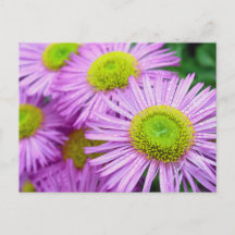 Gotas de lluvia en Asters