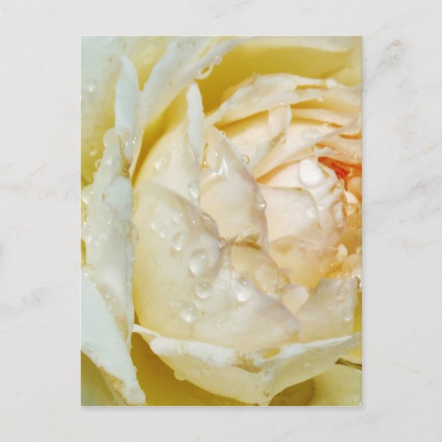 Postal Gotas de lluvia en Champagne Rubor White Rose flor (Anverso)