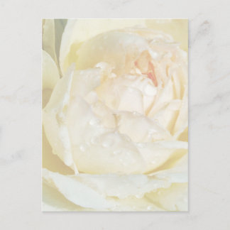 Postal Gotas de lluvia en champán Rubor White Rose florid
