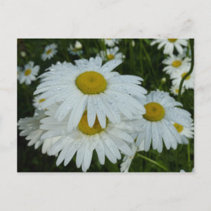 Postal Gotas de lluvia en Daisies Floral de flores silves