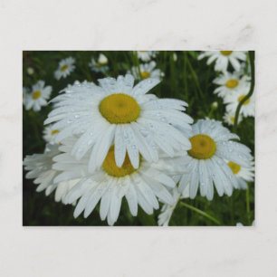 Postal Gotas de lluvia en Daisies Floral de flores silves