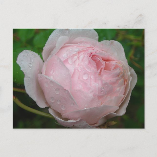 Postal Gotas de lluvia en mi Rosa (Anverso)