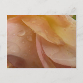 Postal Gotas de lluvia en Petales Rosas Floral de color r
