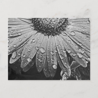 Postal Gotas de lluvia que relucir en la flor de la