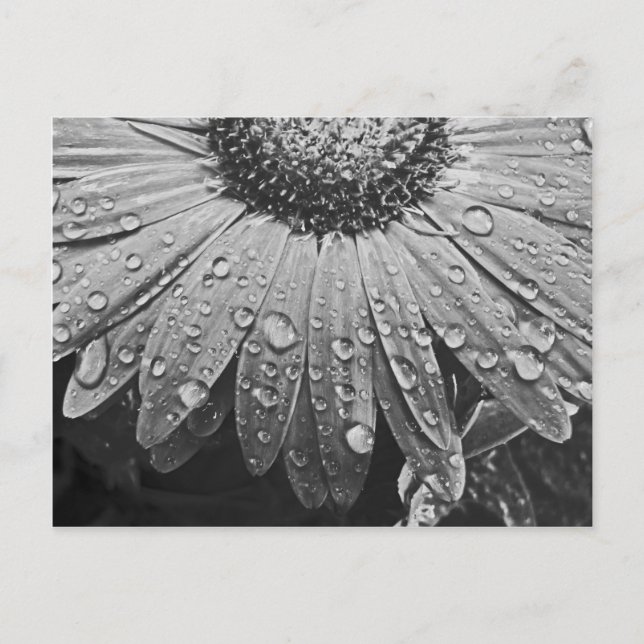 Postal Gotas de lluvia que relucir en la flor de la (Anverso)