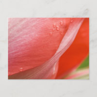Gotas de lluvia, tulipán de primavera rosada resum