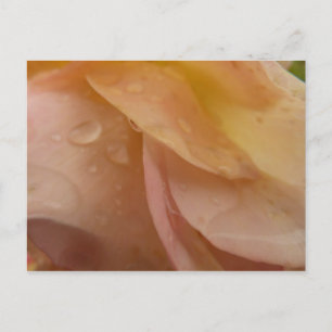 Postal Gotitas de lluvia en pétalos de rosa flor de meloc