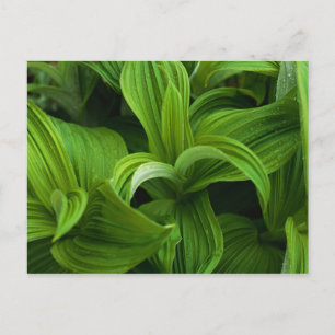 Postal Gotitas de rocío en un falso helabore