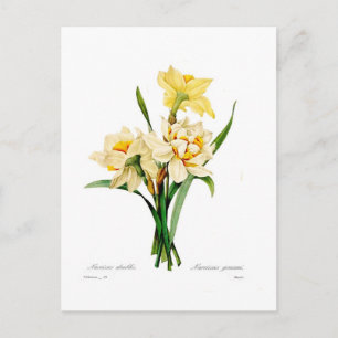 Postal Gouani del narciso