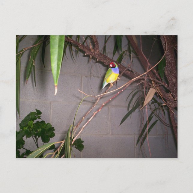 Postal Gouldian Finch (Anverso)