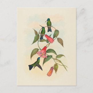 Postal Gould's Wood Nymph | John Gould