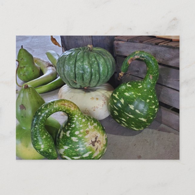 Postal Gourds (Anverso)