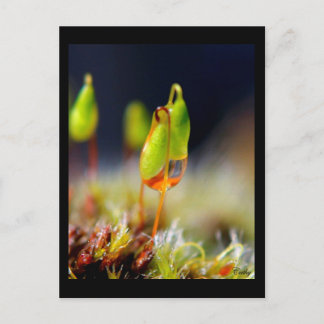 Postal gouttes d'eau"